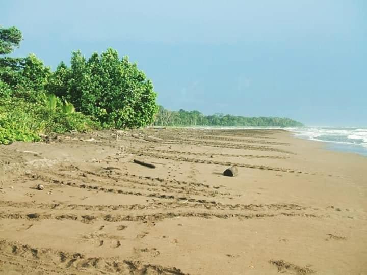 Miss Miriam. Hotel Frente Al Mar Tortuguero Kültér fotó